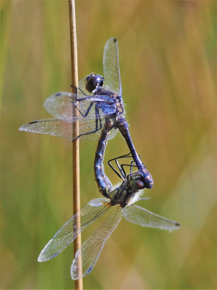 Schwarze Heidelibelle (Sympetrum danae) 