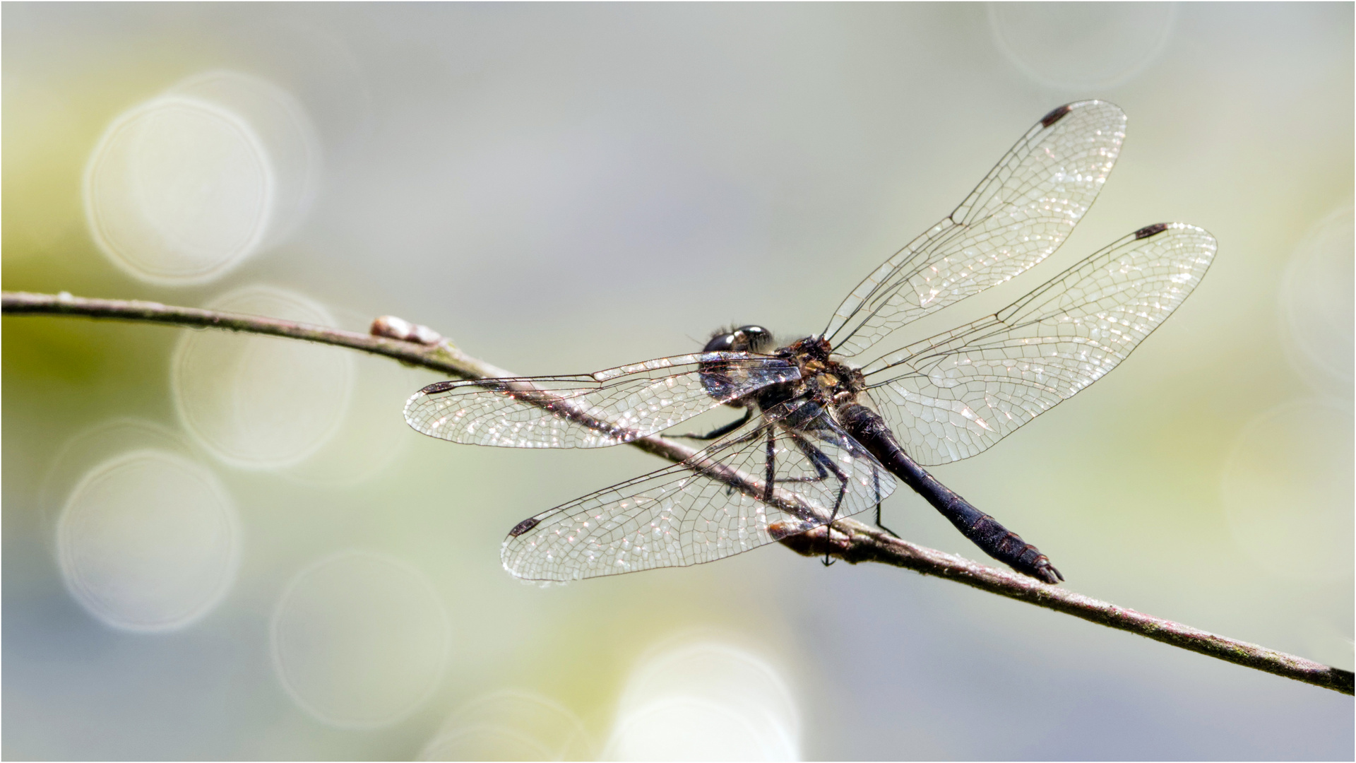 Schwarze Heidelibelle - Sympetrum danae -  im Gegenlicht II ..... 