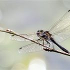 Schwarze Heidelibelle - Sympetrum danae -  im Gegenlicht II ..... 