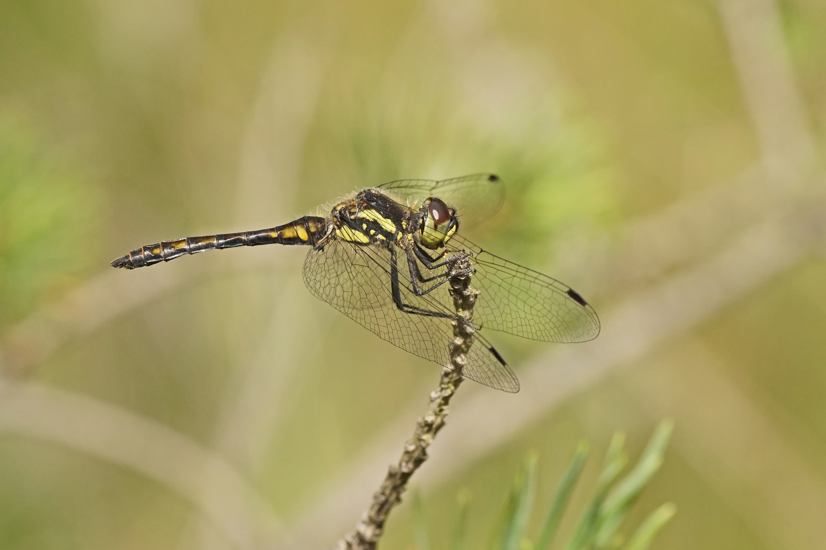 Schwarze Heidelibelle (Sympetrum danae), Männchen