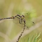 Schwarze Heidelibelle (Sympetrum danae), Männchen