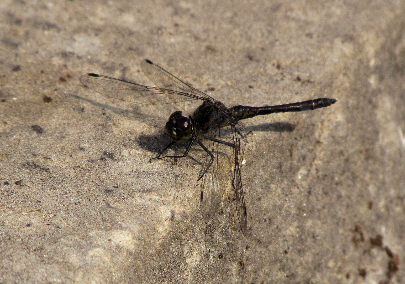 Schwarze Heidelibelle (Sympetrum danae), Männchen