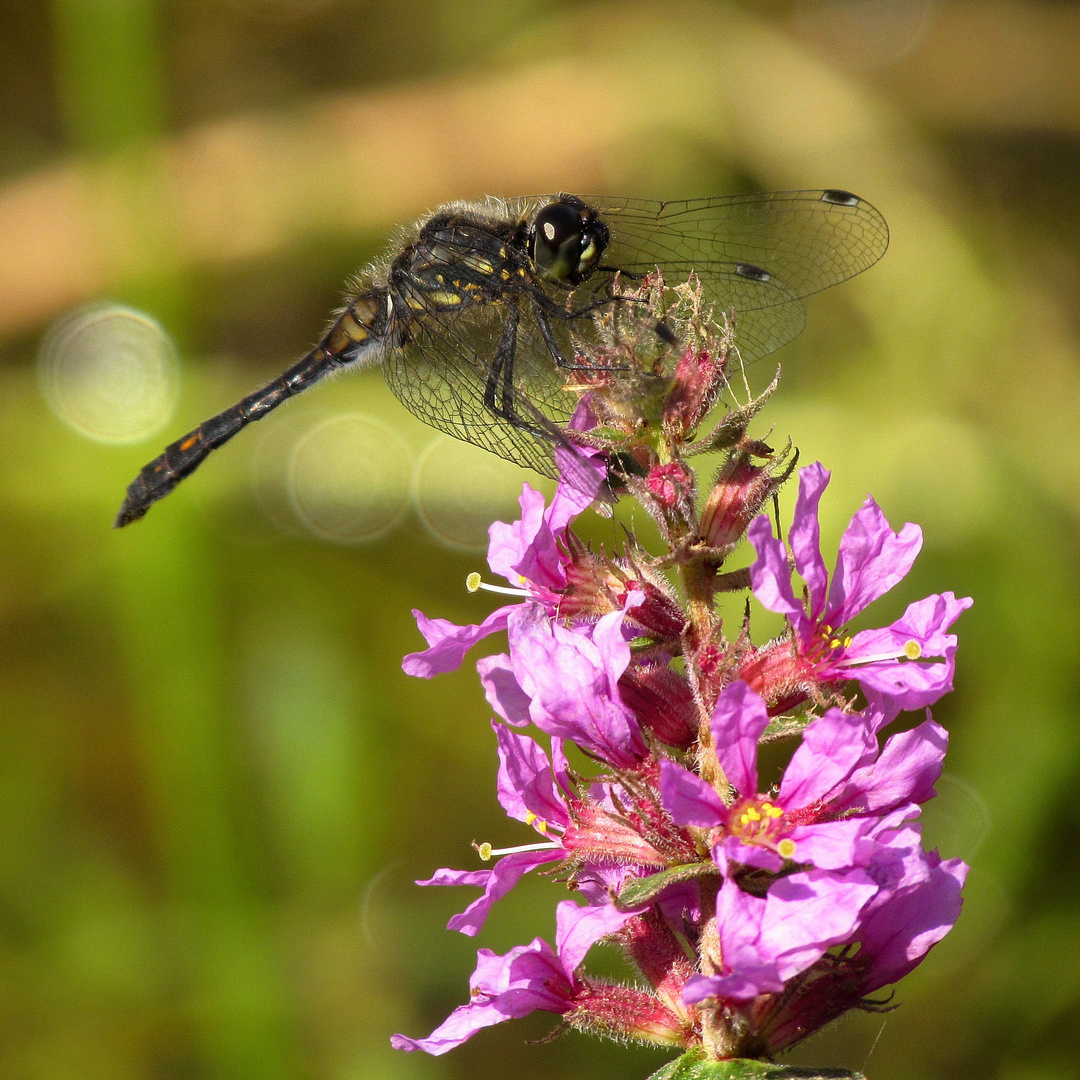 Schwarze Heidelibelle (Sympetrum danae), Männchen