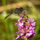 Schwarze Heidelibelle (Sympetrum danae), Männchen