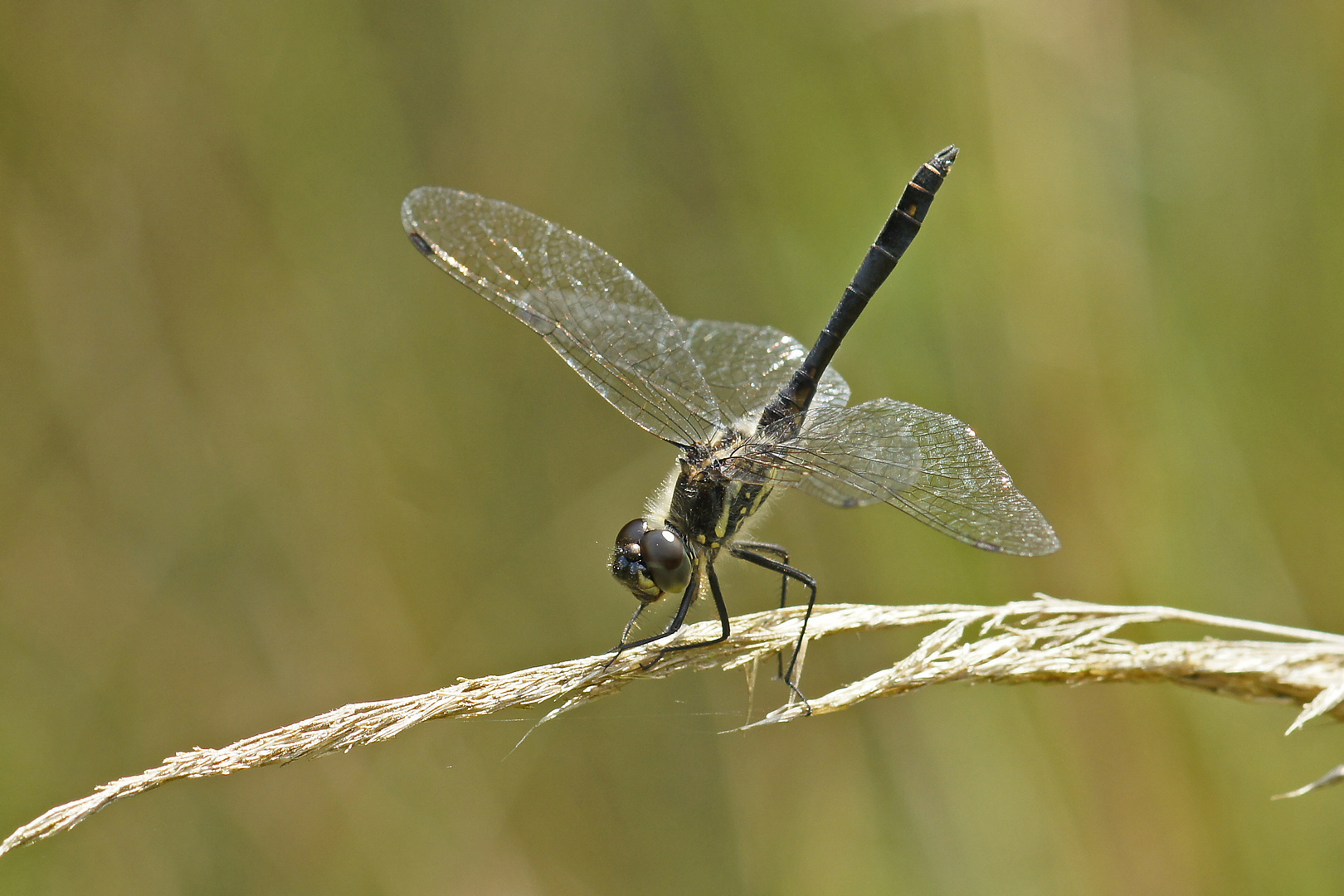 Schwarze Heidelibelle (Sympetrum danae), Männchen