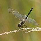 Schwarze Heidelibelle (Sympetrum danae), Männchen