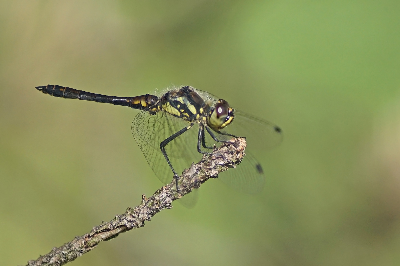 Schwarze Heidelibelle (Sympetrum danae), Männchen