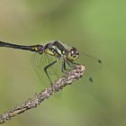 Schwarze Heidelibelle (Sympetrum danae), Männchen