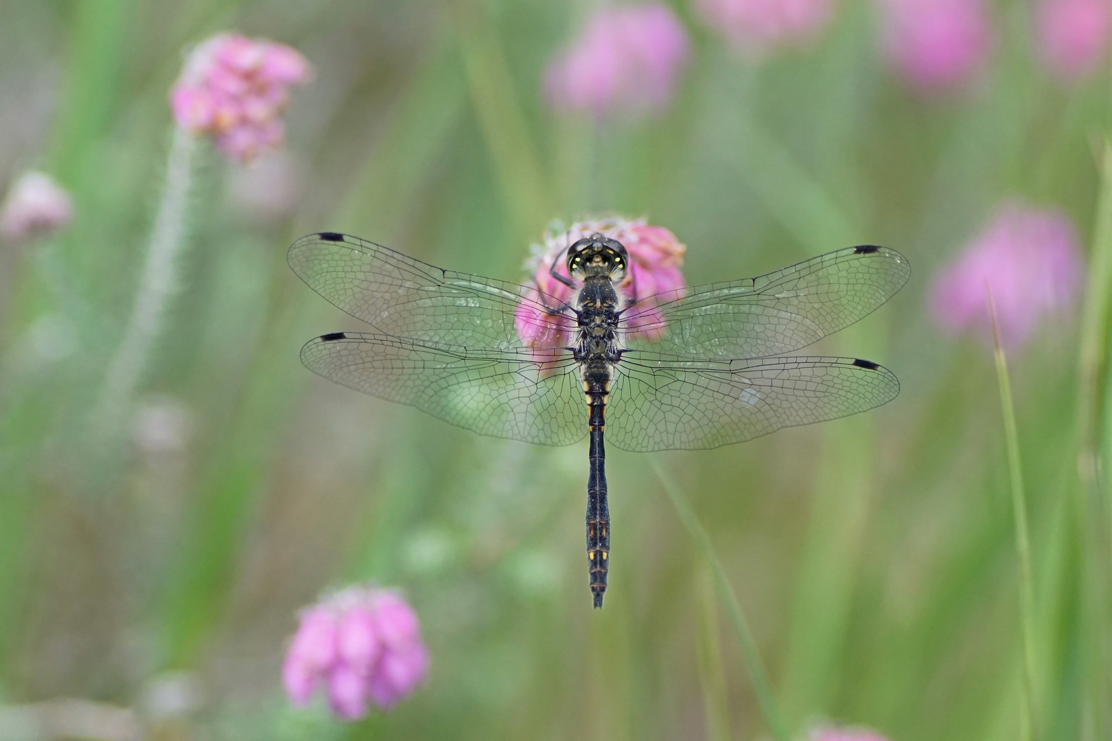 Schwarze Heidelibelle (Sympetrum danae) Männchen