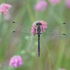 Schwarze Heidelibelle (Sympetrum danae) Männchen