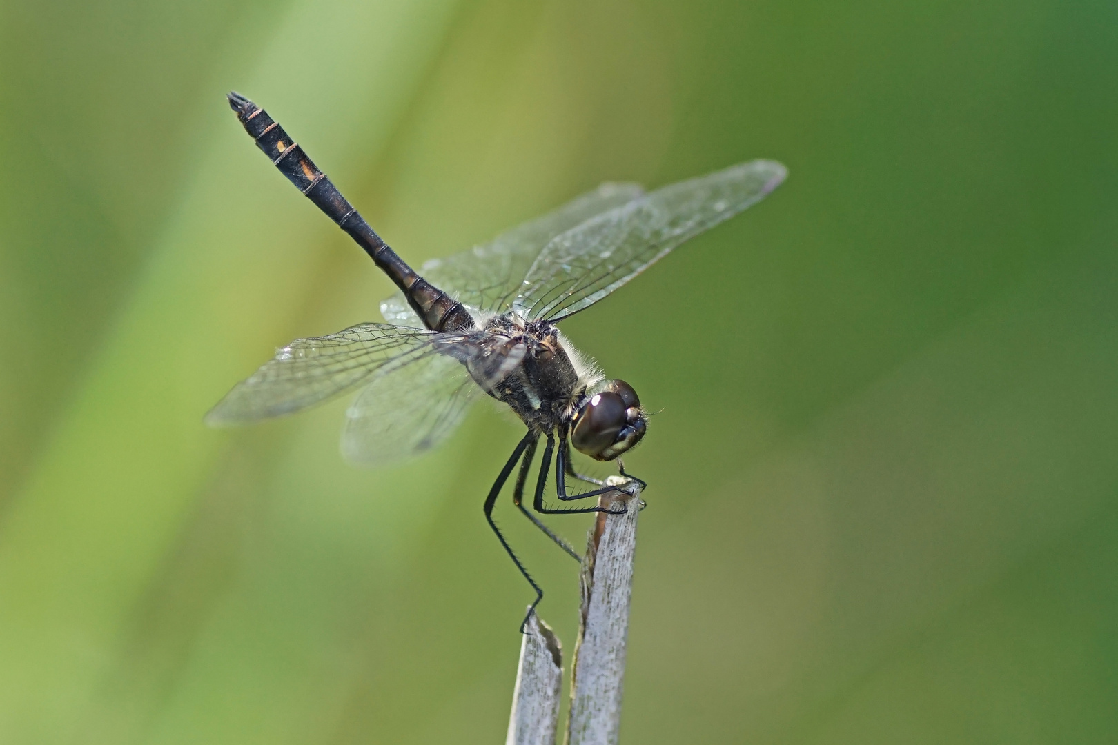 Schwarze Heidelibelle (Sympetrum danae), Männchen