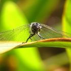 Schwarze Heidelibelle (Sympetrum danae), Männchen