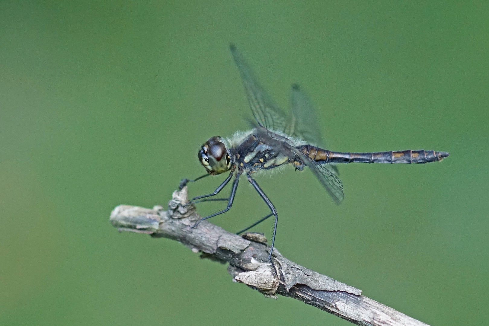 Schwarze Heidelibelle (Sympetrum danae), Männchen