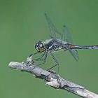 Schwarze Heidelibelle (Sympetrum danae), Männchen