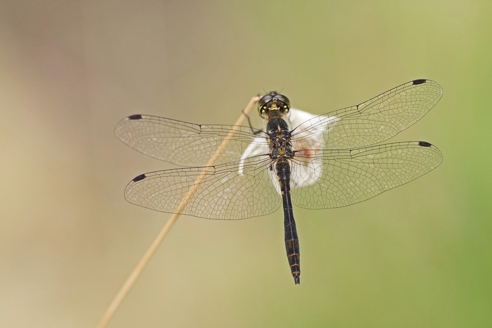 Schwarze Heidelibelle (Sympetrum danae), Männchen