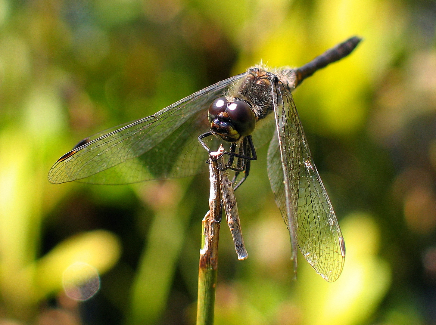 Schwarze Heidelibelle (Sympetrum danae), Männchen