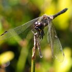 Schwarze Heidelibelle (Sympetrum danae), Männchen