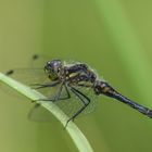 Schwarze Heidelibelle (Sympetrum danae) männlich