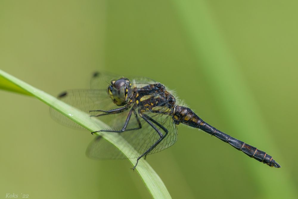 Schwarze Heidelibelle (Sympetrum danae) männlich