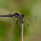 Schwarze Heidelibelle (Sympetrum danae) männlich