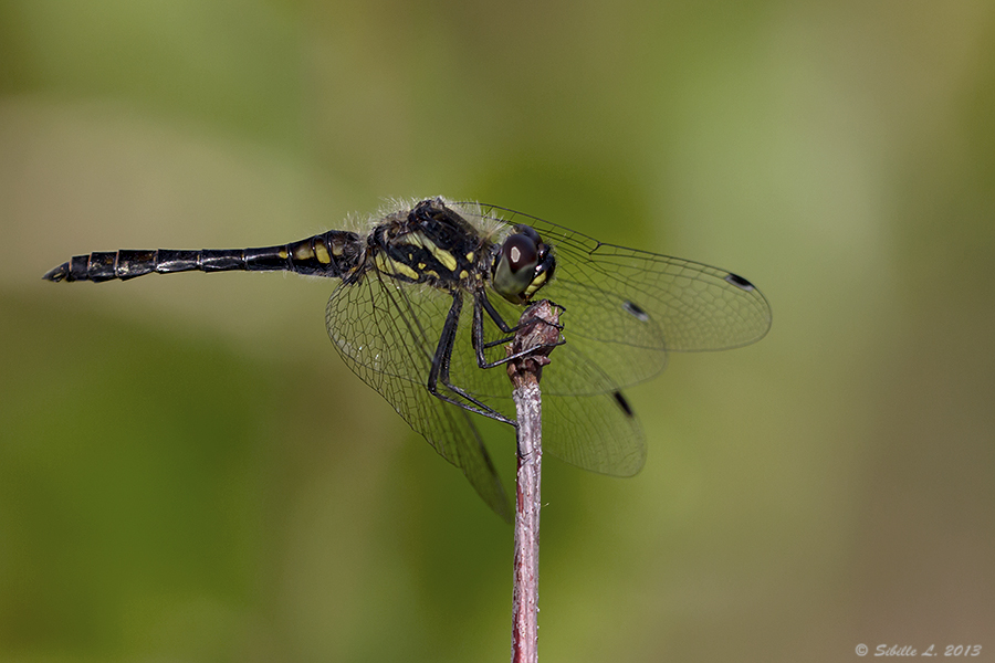 Schwarze Heidelibelle (Sympetrum danae) männlich