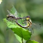 Schwarze Heidelibelle (Sympetrum danae), Paarungsrad