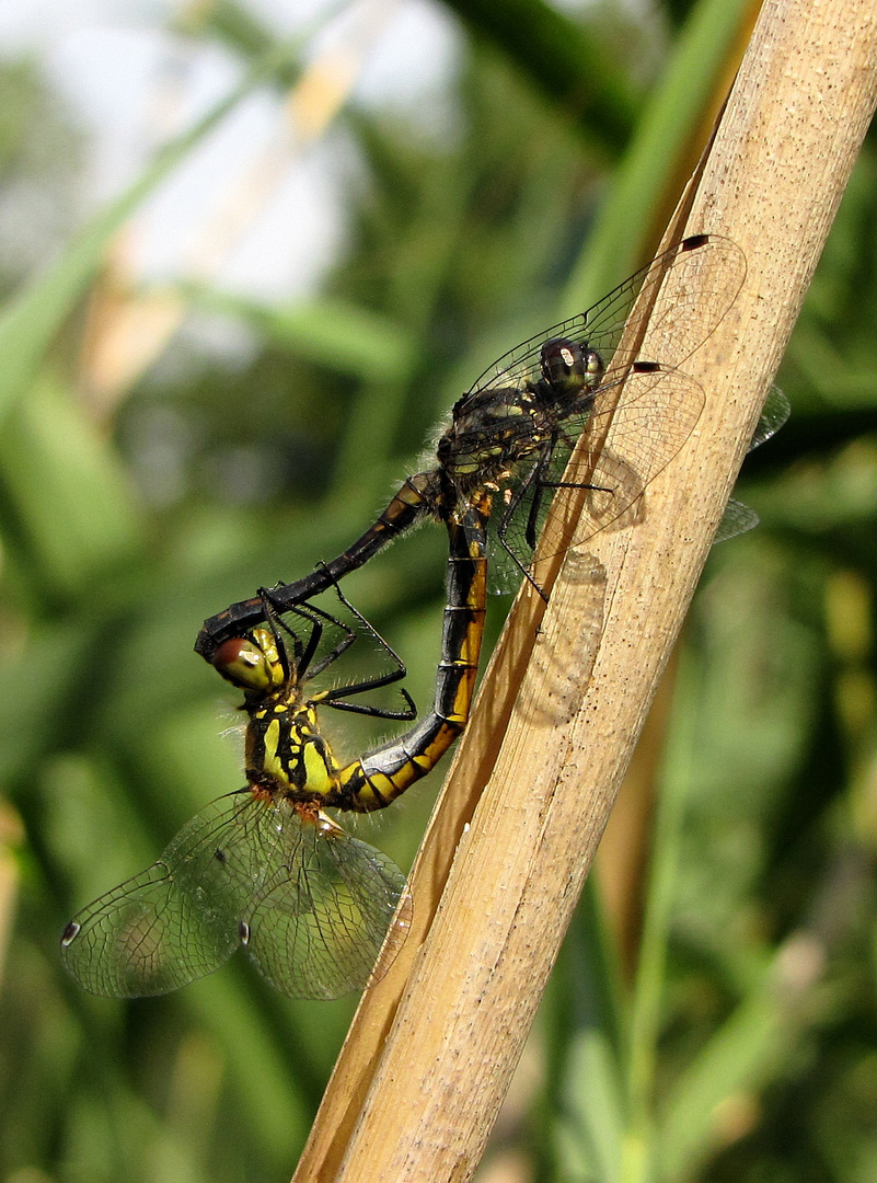 Schwarze Heidelibelle (Sympetrum danae), Paarungsrad