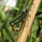 Schwarze Heidelibelle (Sympetrum danae), Paarungsrad