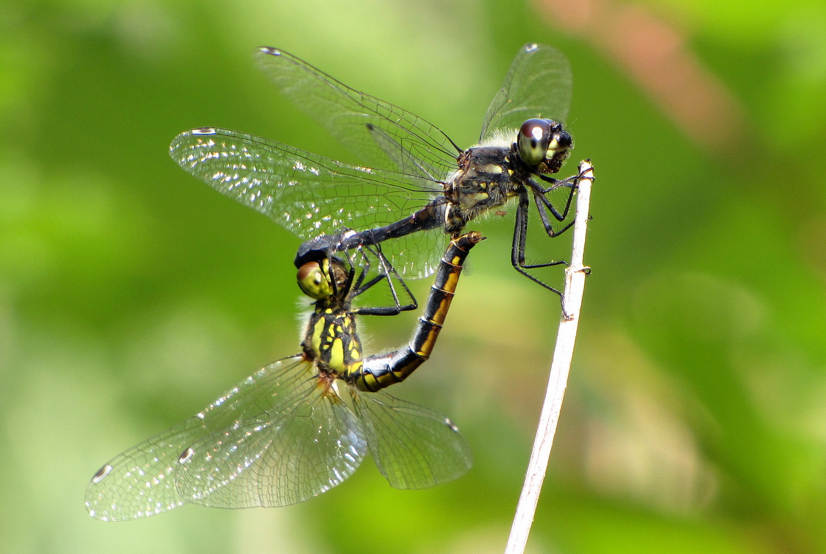 Schwarze Heidelibelle (Sympetrum danae), Paarungsrad