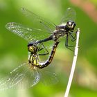 Schwarze Heidelibelle (Sympetrum danae), Paarungsrad