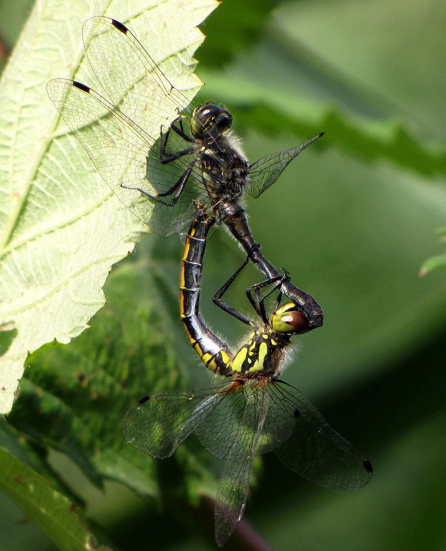 Schwarze Heidelibelle (Sympetrum danae), Paarungsrad