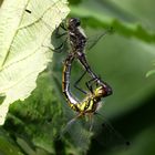 Schwarze Heidelibelle (Sympetrum danae), Paarungsrad