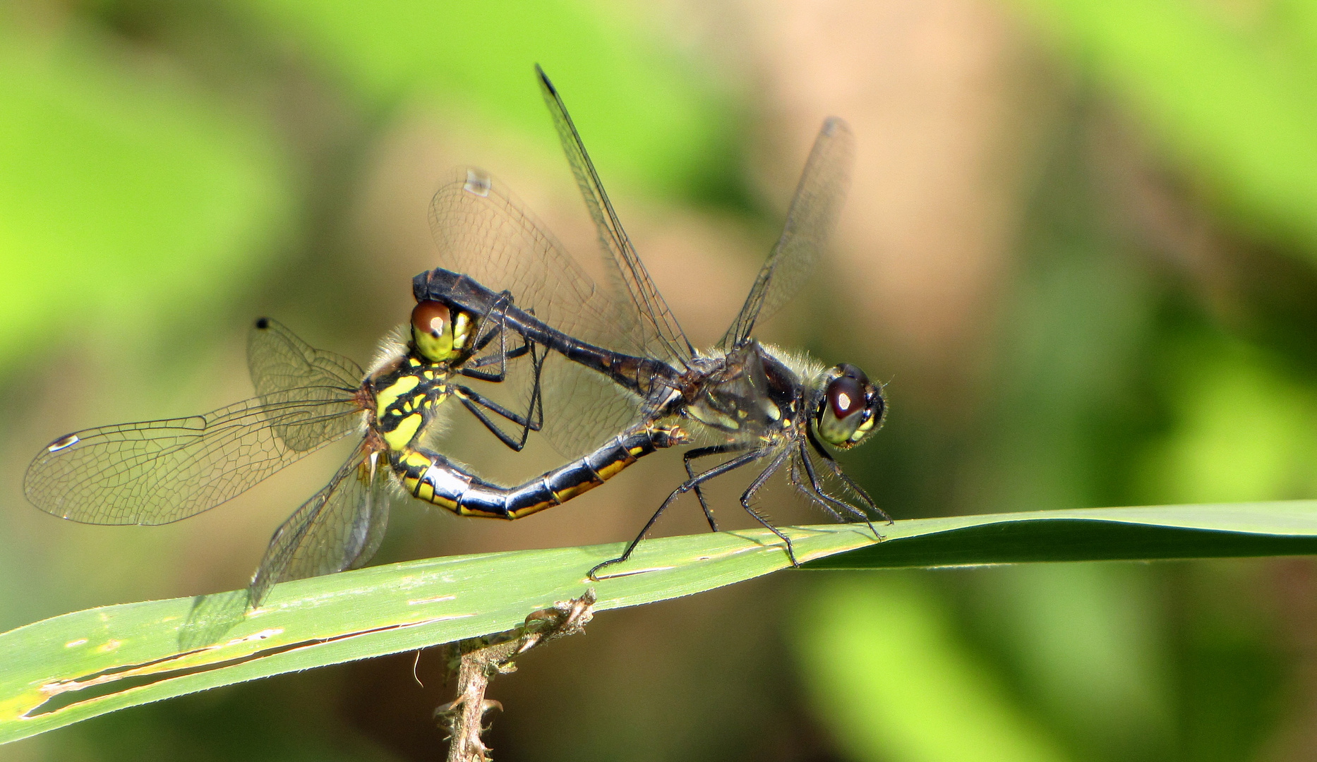 Schwarze Heidelibelle (Sympetrum danae), Paarungsrad