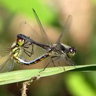 Schwarze Heidelibelle (Sympetrum danae), Paarungsrad