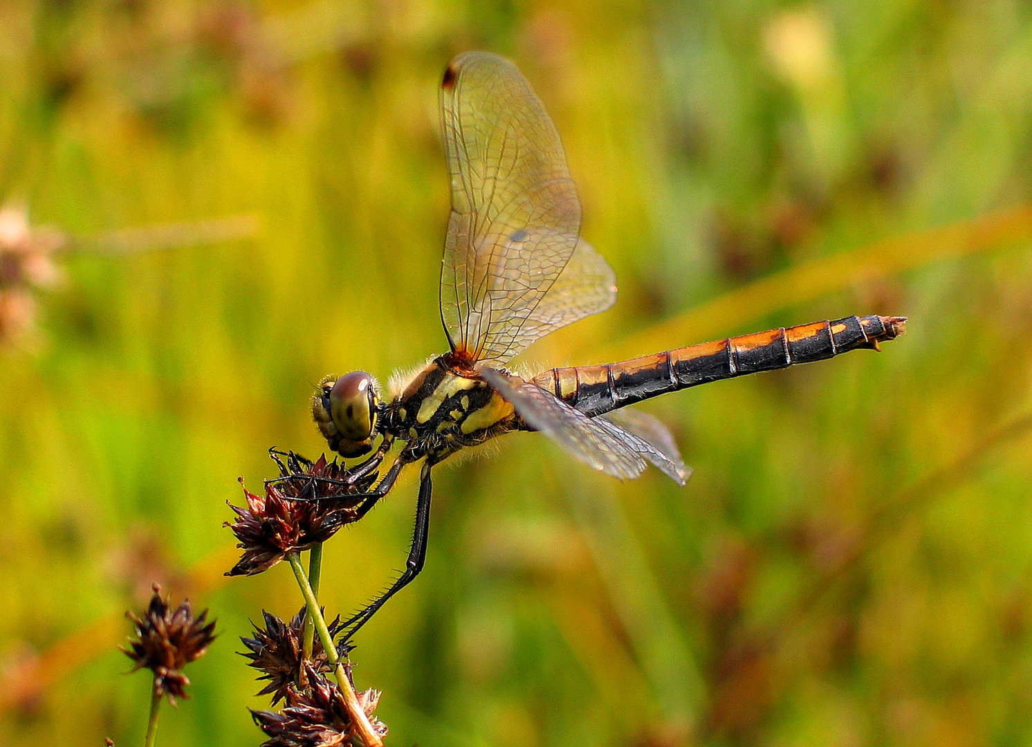 Schwarze Heidelibelle (Sympetrum danae), Weibchen