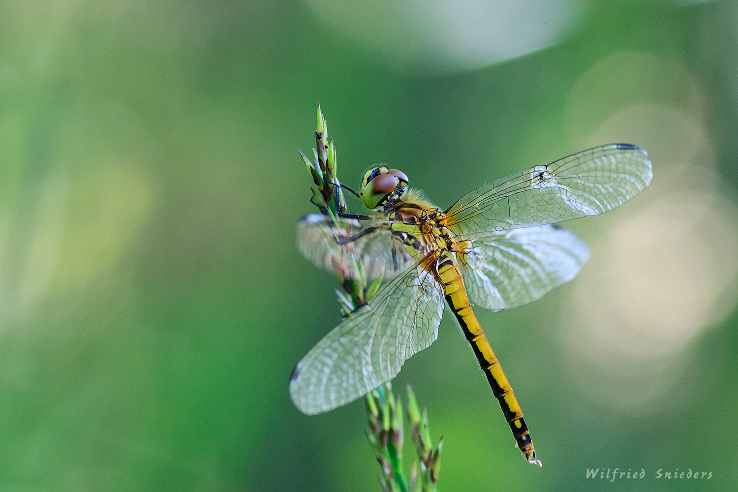 Schwarze Heidelibelle (Sympetrum danae), Weibchen