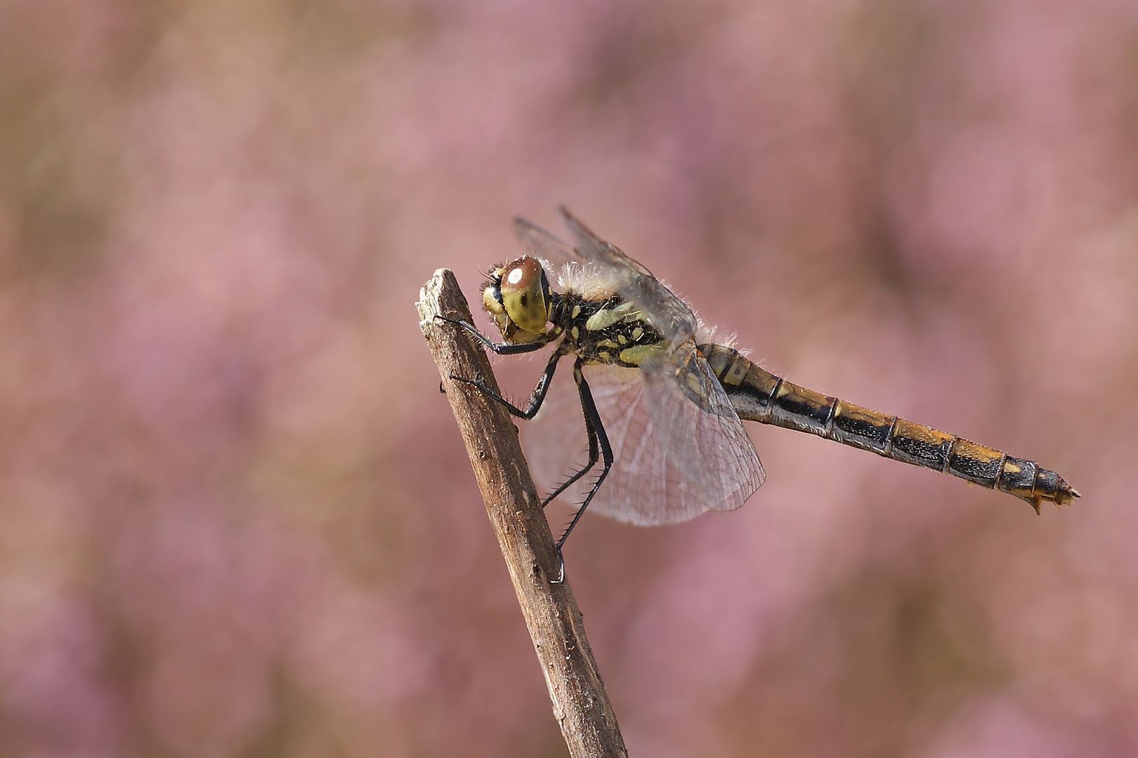 Schwarze Heidelibelle (Sympetrum danae), Weibchen