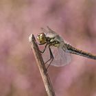 Schwarze Heidelibelle (Sympetrum danae), Weibchen