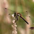 Schwarze Heidelibelle (Sympetrum danae) weiblich