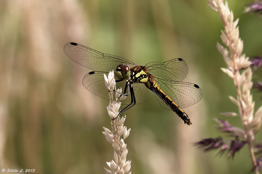 Schwarze Heidelibelle (Sympetrum danae) weiblich