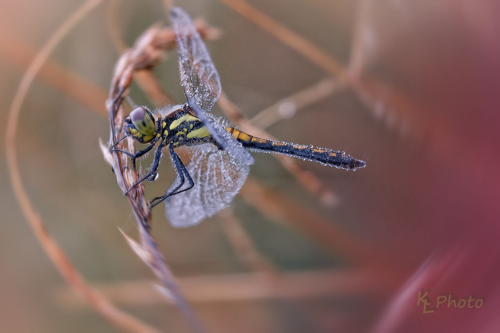 Schwarze Heidelibelle (Sympetrum danae) weiblich