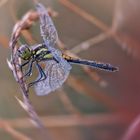 Schwarze Heidelibelle (Sympetrum danae) weiblich