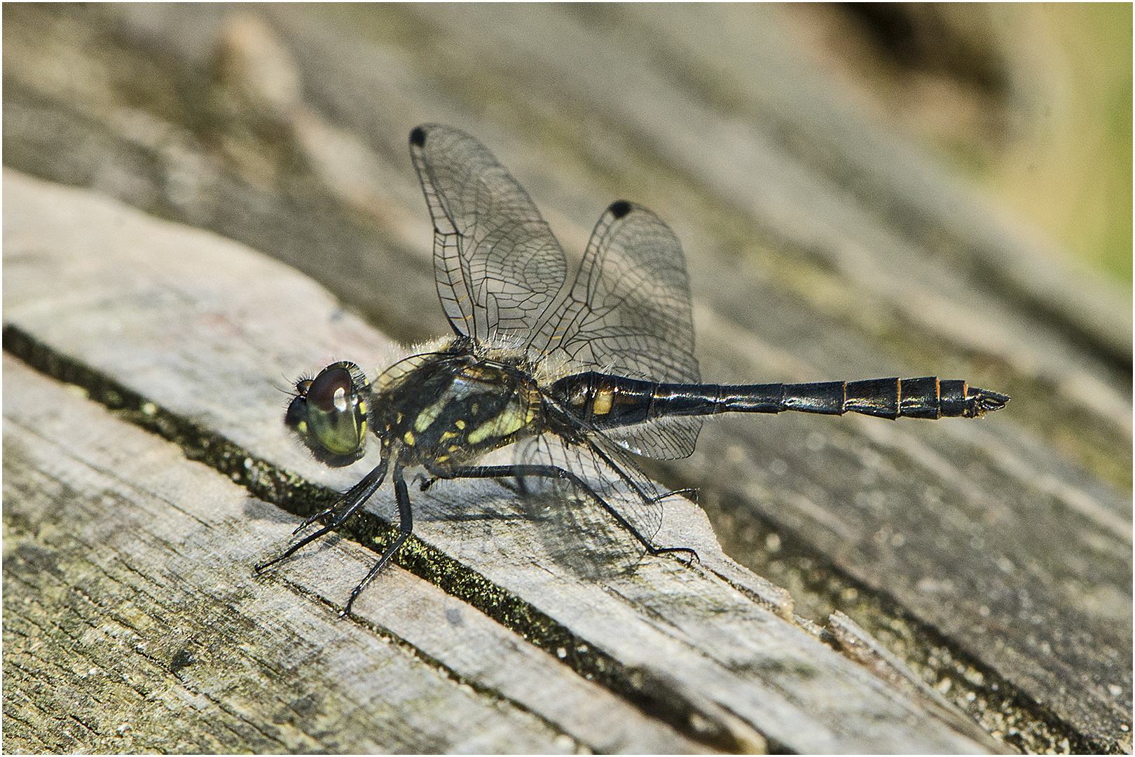 Schwarze Heidelibelle - Sympetrum danaem 