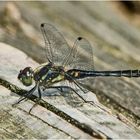 Schwarze Heidelibelle - Sympetrum danaem 