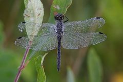 schwarze Heidelibelle, taufrisch