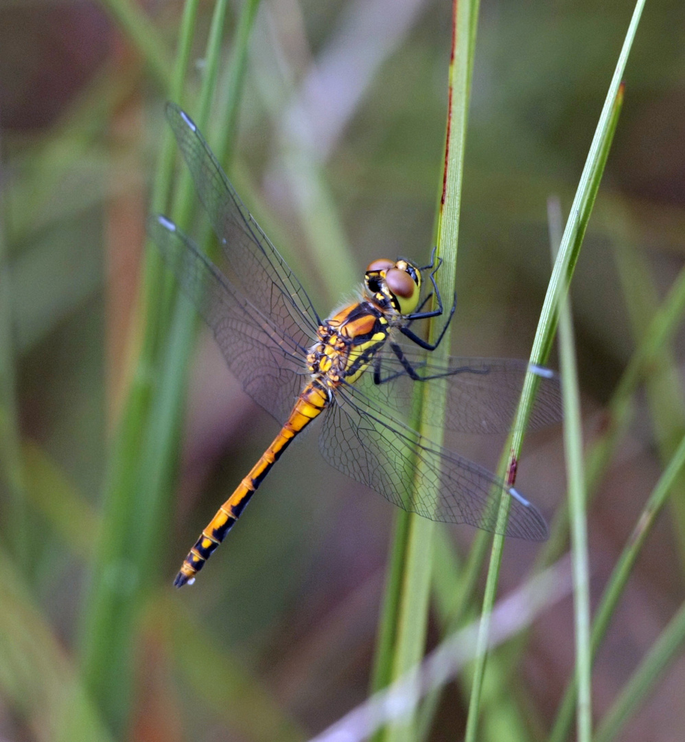 schwarze Heidelibelle w