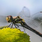 Schwarze Heidelibelle - Weibchen 2