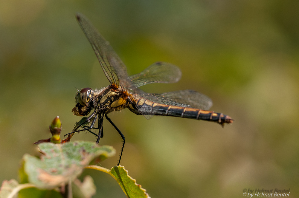 Schwarze Heidelibelle - Weibchen 3