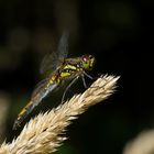 Schwarze Heidelibelle - Weibchen