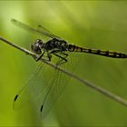 Schwarze Heidelibelle Weibchen